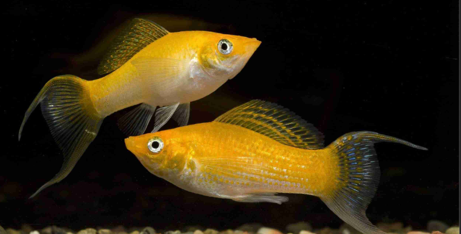 explore some of the rare color variations found in Molly Fish, such as the Golden Molly