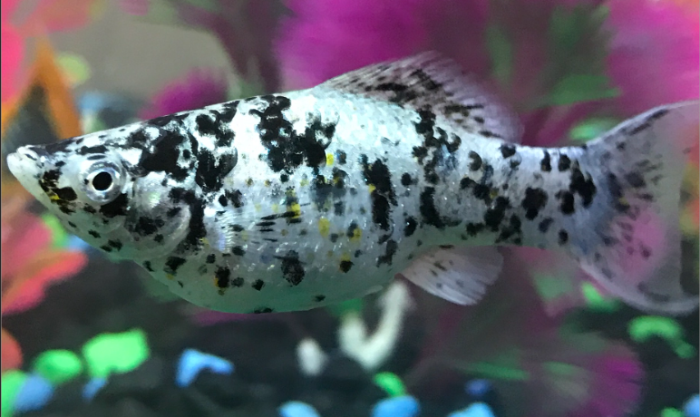 The White Molly is an elegant and velvety white variety that exudes grace and charm in any aquarium setting.