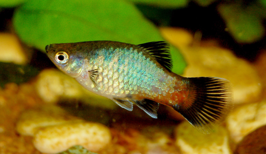 explore some of the rare color variations found in Molly Fish, such as the Silver Molly