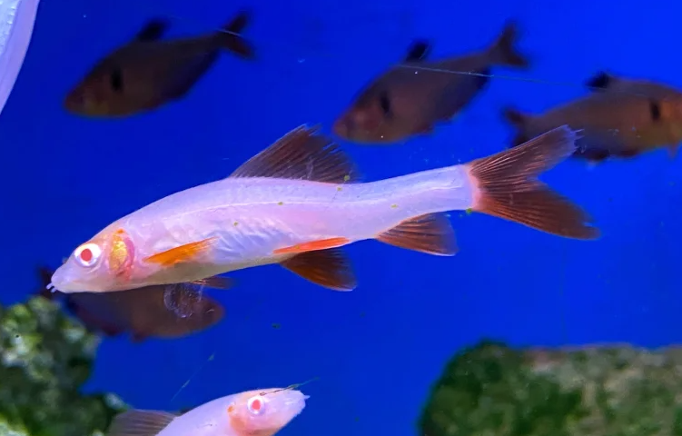 , this captivating fish will become the jewel of your aquatic landscape. In this article, we will delve into the world of the Albino Rainbow Shark, exploring its unique traits, care requirements, and compatibility with other fish in your tank.