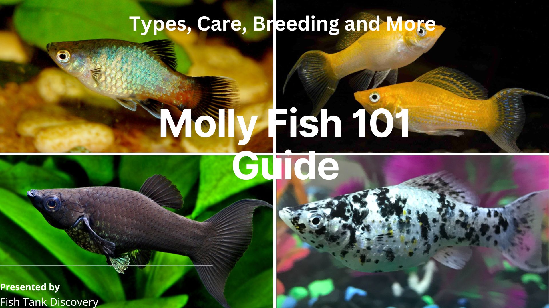Dive into the captivating world of Molly Fish with this comprehensive guide. Learn about different types, care tips, and essential information for breeding. Get expert insights and practical advice to provide the best care for your Molly Fish.