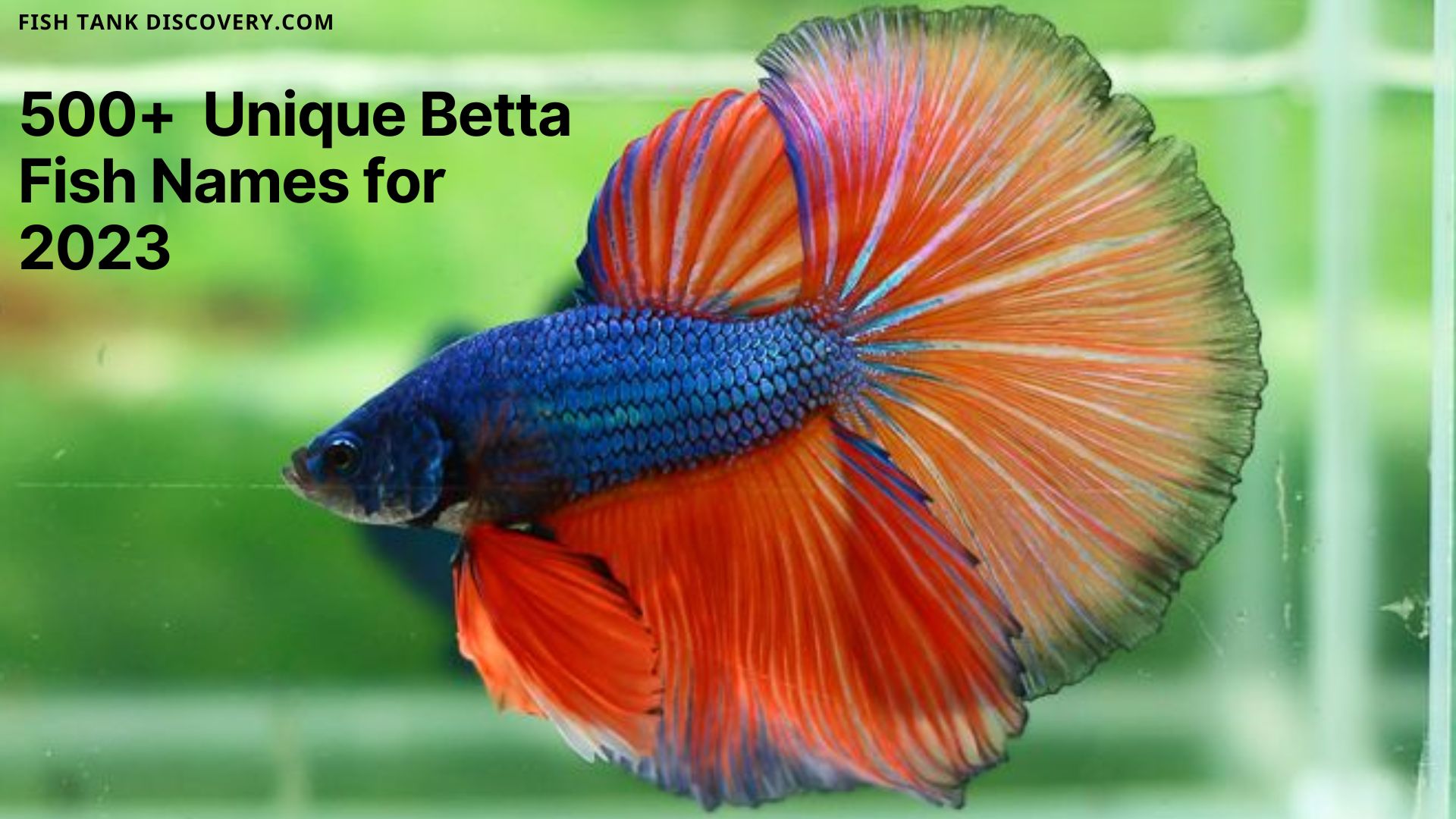 Unique Betta Fish Names  