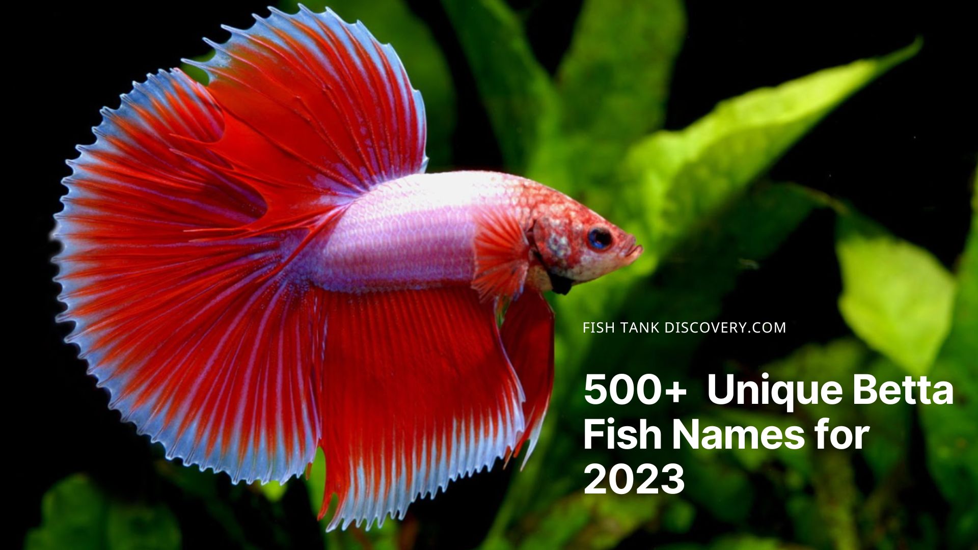 Unique Betta Fish Names For 2023 