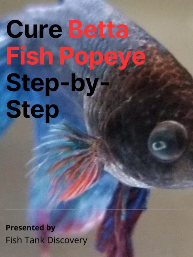 Cure Betta fish Popeye Step-by-step Instructions